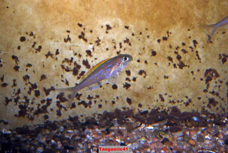 Xenotilapia flavipinnis 'Bilila (Kavala) Island'